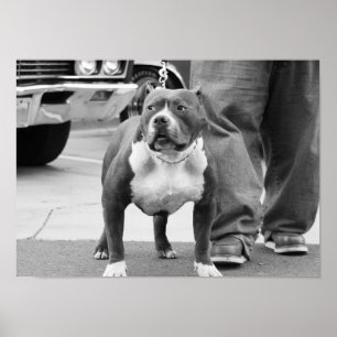 Poster de Staffordshire Terrier americano