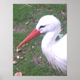 Poster de Stork