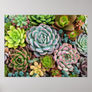 Pôster de Suculentas de Cactus