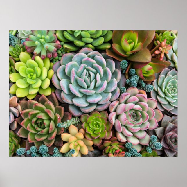 Pôster de Suculentas de Cactus (Frente)