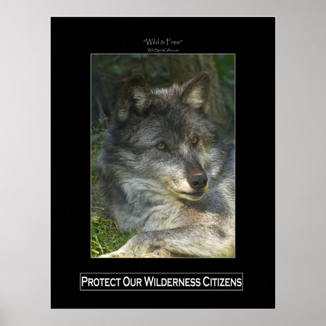 Poster de suporte de vida selvagem do WOLF da cinz (Frente)