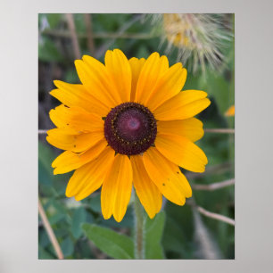 Poster de Susan Flower de olhos negros