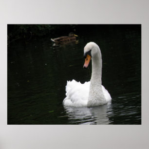 Poster de Swan Branco