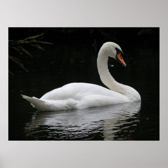 Poster de Swan Branco Graceful (Frente)