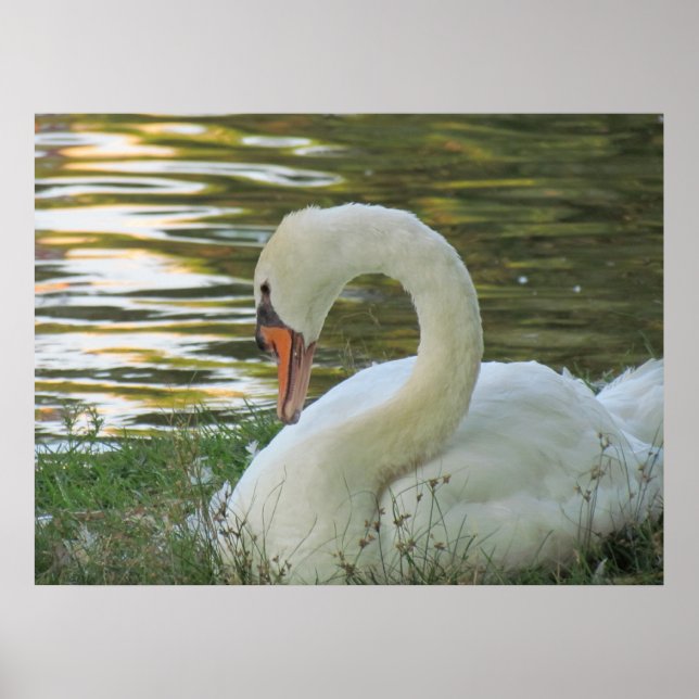 Poster de Swan Sentado (Frente)