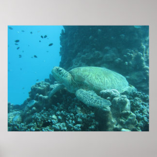Poster de tartaruga de recife da barreira do excel