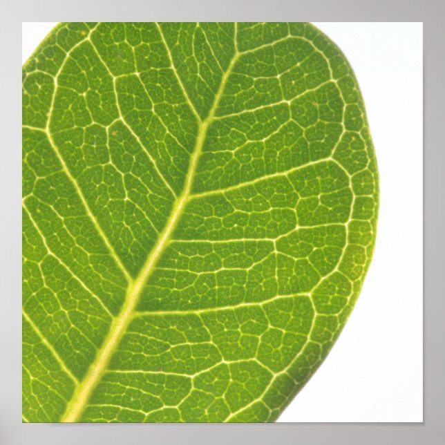 Poster de Textura Natural de Folha Verde de Fig Se (Frente)