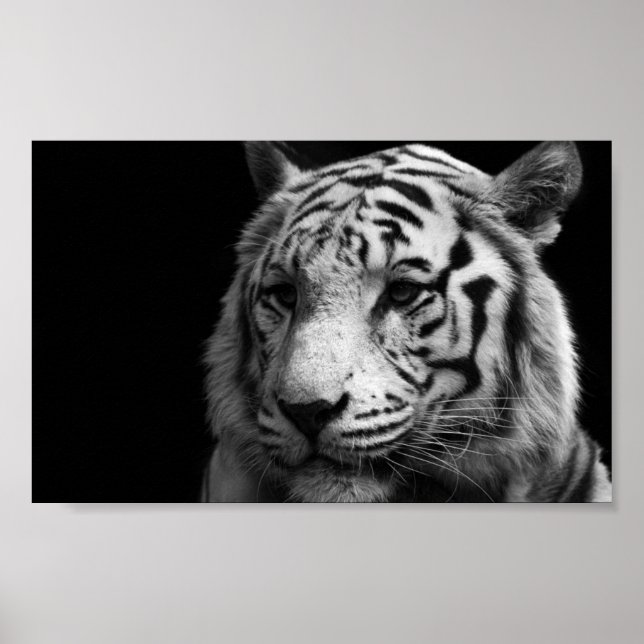 Poster de Tigre Branco (Frente)