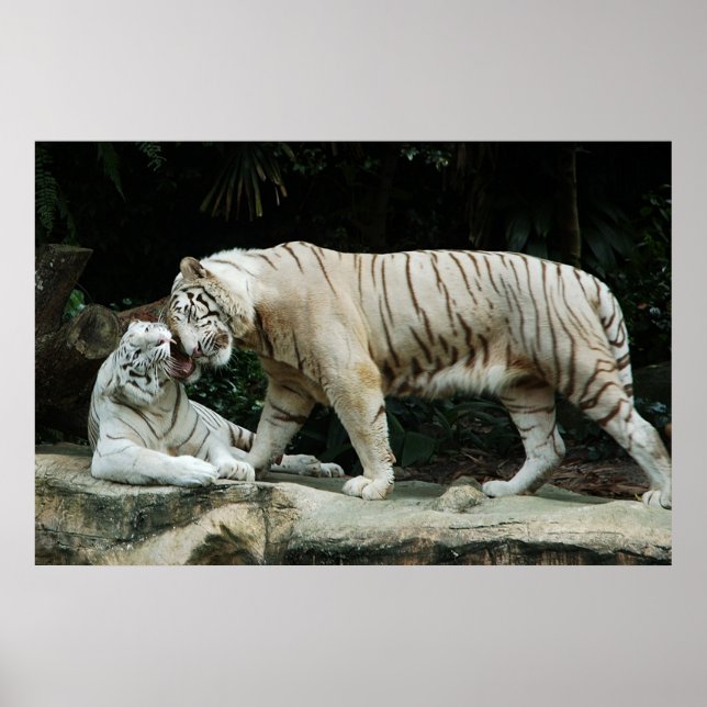 Poster de Tigre Branco Bengal (Frente)