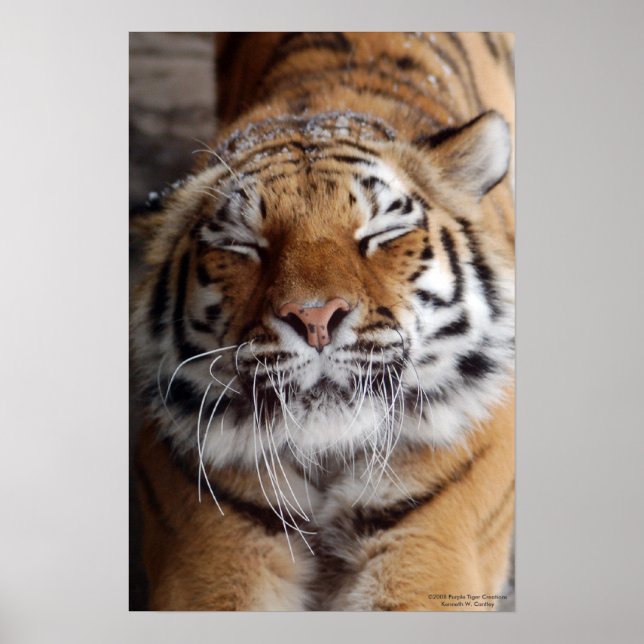 Poster de Tigre Estressante (Frente)