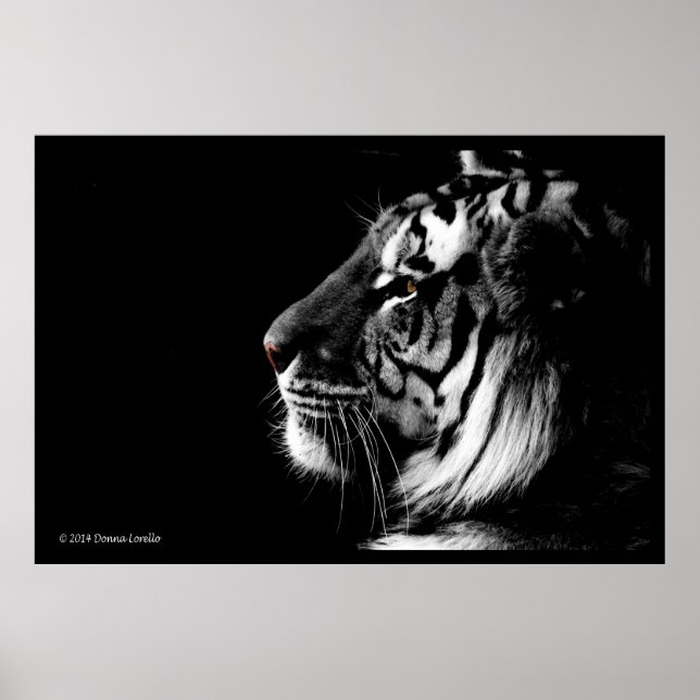 Poster de Tigre Preto e Branco (Frente)