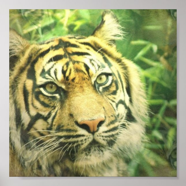 Poster de Tigre Siberiano (Frente)