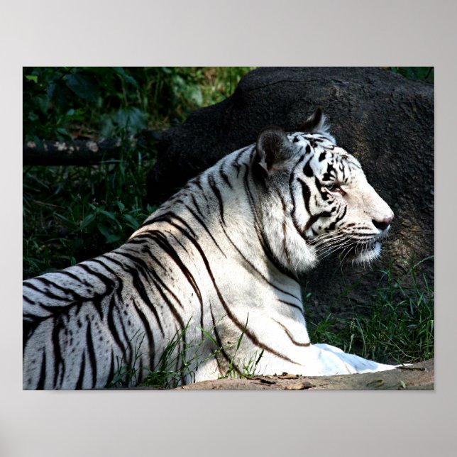 Poster de tigre suniluminado (Frente)