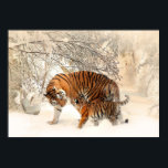 Poster de Tigres de inverno<br><div class="desc">Veja na minha loja mais itens de tigre.</div>