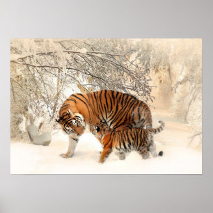 Poster de Tigres de inverno
