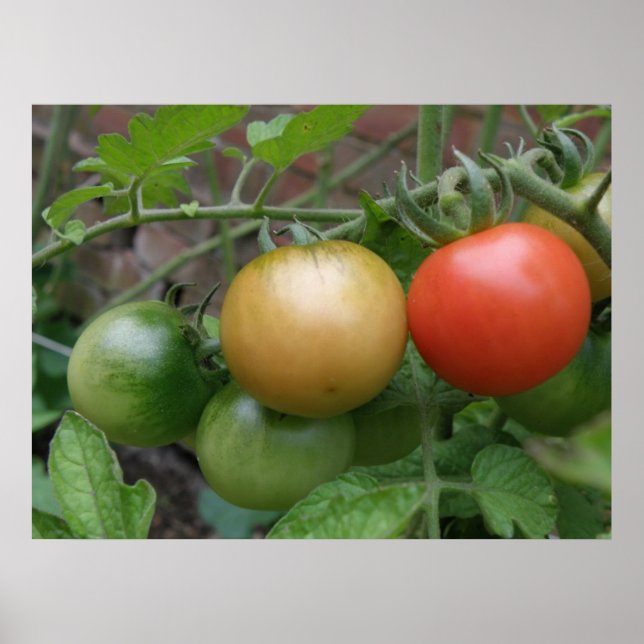 Poster de Tomates de Luz de Trânsito (Frente)