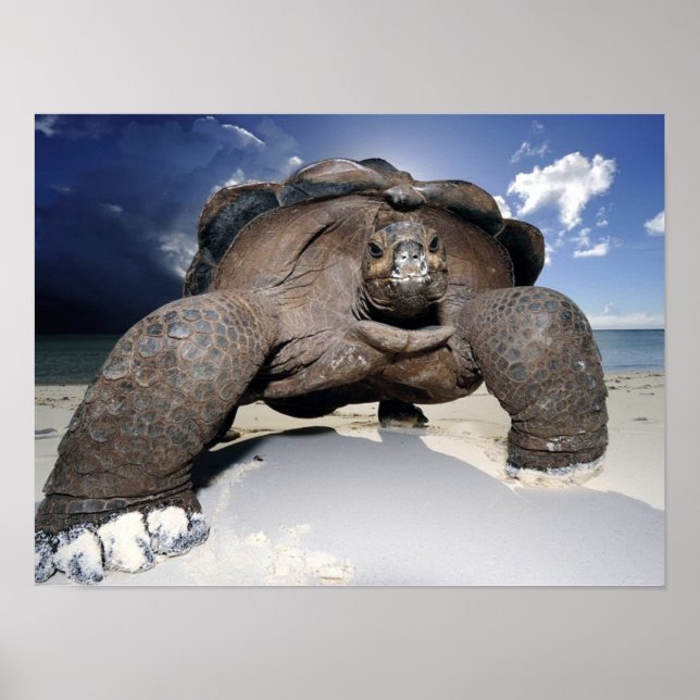 Poster de Tortoise Giant (Frente)