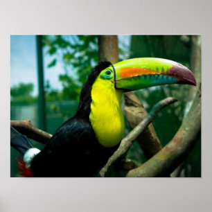 Poster de Toucan