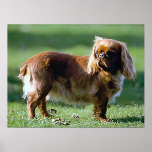 Poster de Toy Spaniel em Inglês