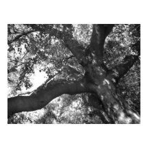 Poster de tranquilidade