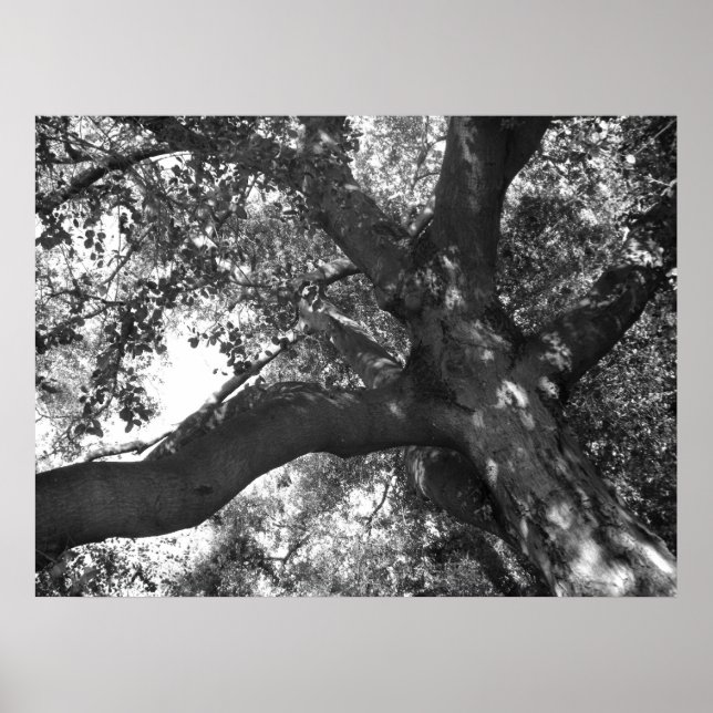 Poster de tranquilidade (Frente)