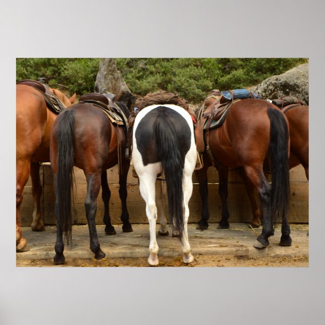 Pôster De Trás (Frente)