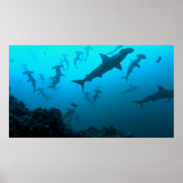 Poster de tubarão-cabeça-martelo