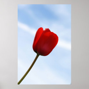 Poster de Tulip Vermelho