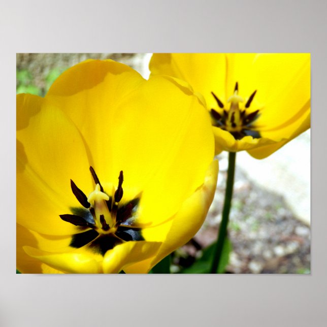 Poster de Tulipa Amarela (Frente)
