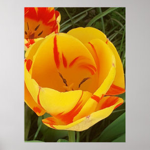 Poster de Tulipa Amarela