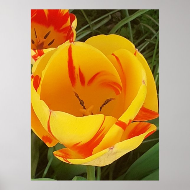 Poster de Tulipa Amarela (Frente)