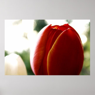 Poster de Tulipa LoneRed