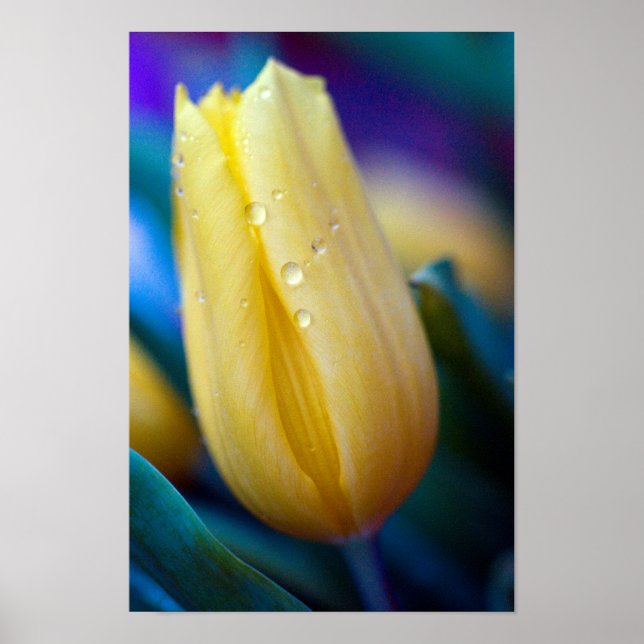 Poster de tulipas amarelas (Frente)