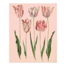 Poster de Tulipas Botânicas Vintage, Cor-de-rosa p