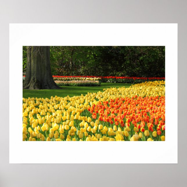 Poster de Tulipas de Jardim (Frente)