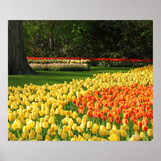 Poster de Tulipas de Jardim (Frente)