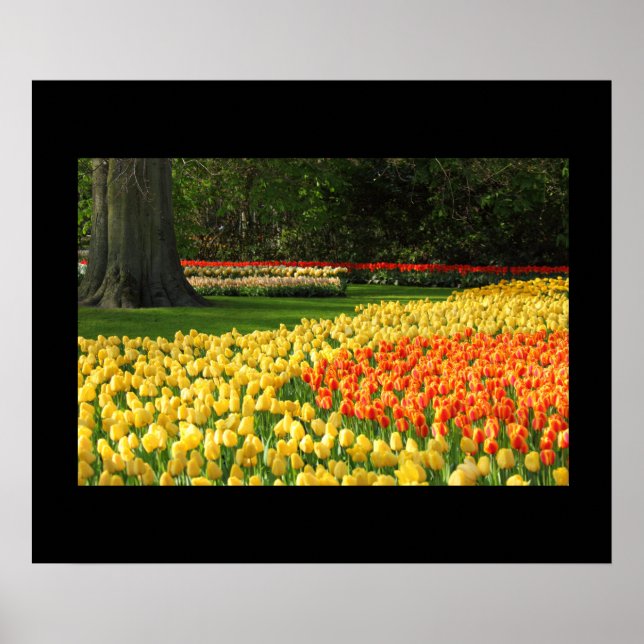 Poster de Tulipas de Jardim (Frente)