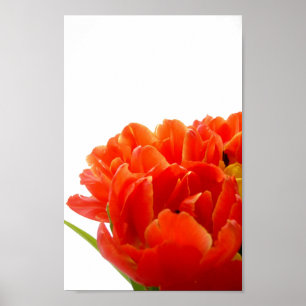 Poster de Tulipas Laranja
