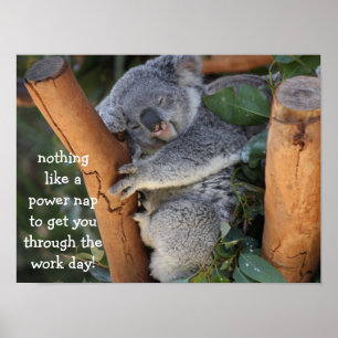 Poster de Urso Koala Cute (16x12), Nap de Energia