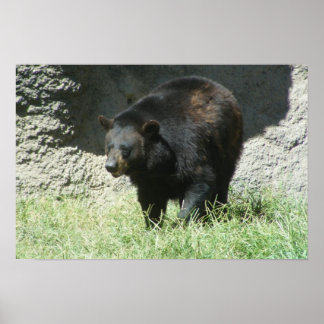 Poster de Urso Negro Personalizável