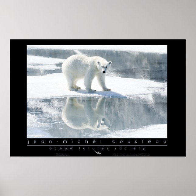 Poster de Urso Polar (Frente)
