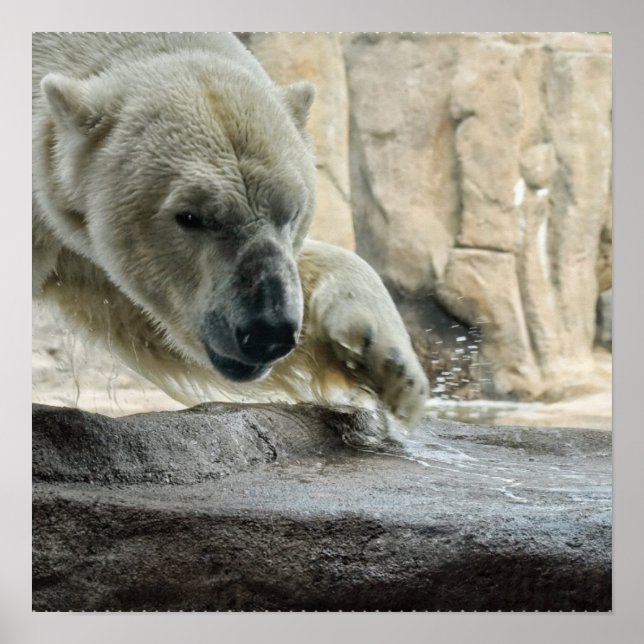 Poster de Urso Polar Reprodutor (Frente)