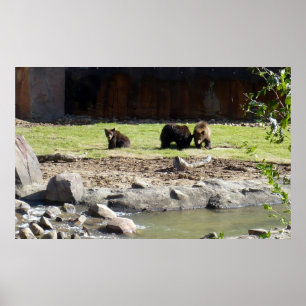 Poster de Ursos Grizzly