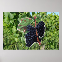 poster de uva vintage