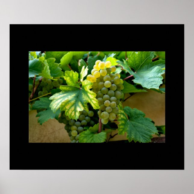 Poster de uvas (Frente)