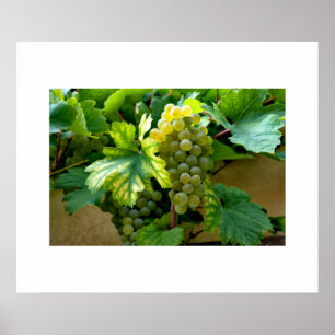 Poster de Uvas
