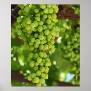 Poster de uvas