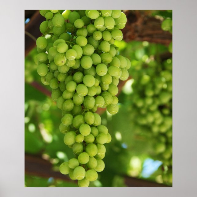 Poster de uvas (Frente)