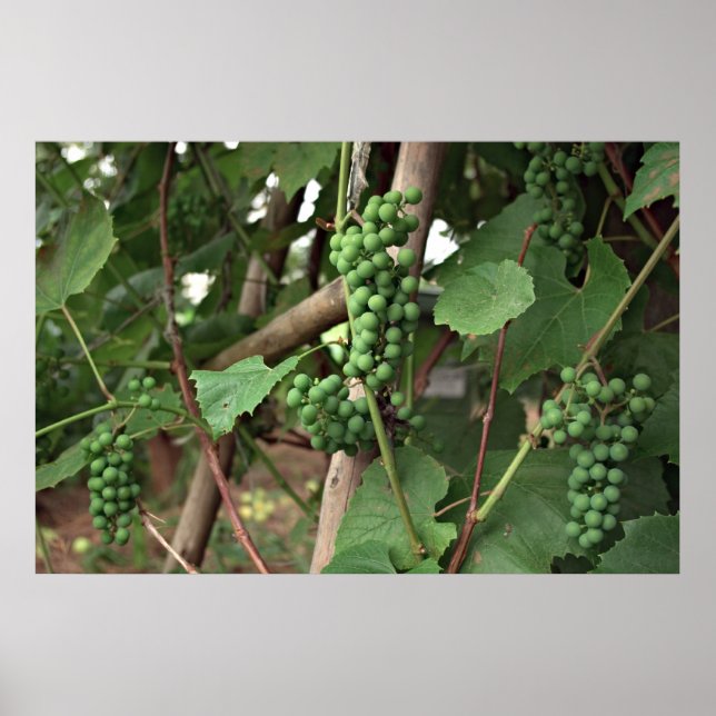 Poster de uvas (Frente)