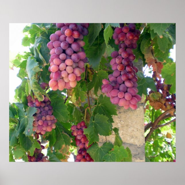 Poster de uvas (Frente)